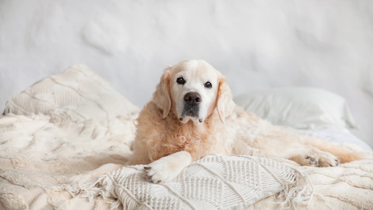 alojamiento rural petfriendly en Fene